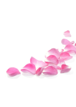 Rosenblad Rosa 100-pack